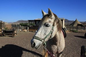 Horse Riding in Fuerteventura